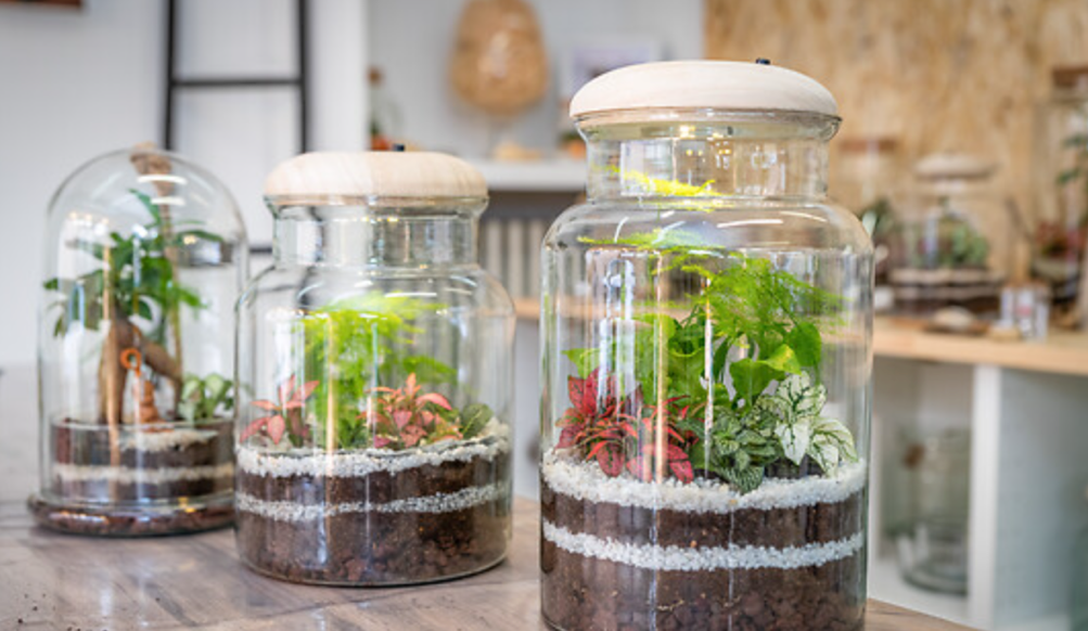 Une image contenant plante d’intérieur, intérieur, vase, planteDescription générée automatiquement