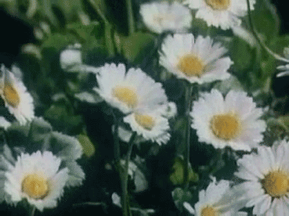 fleurs