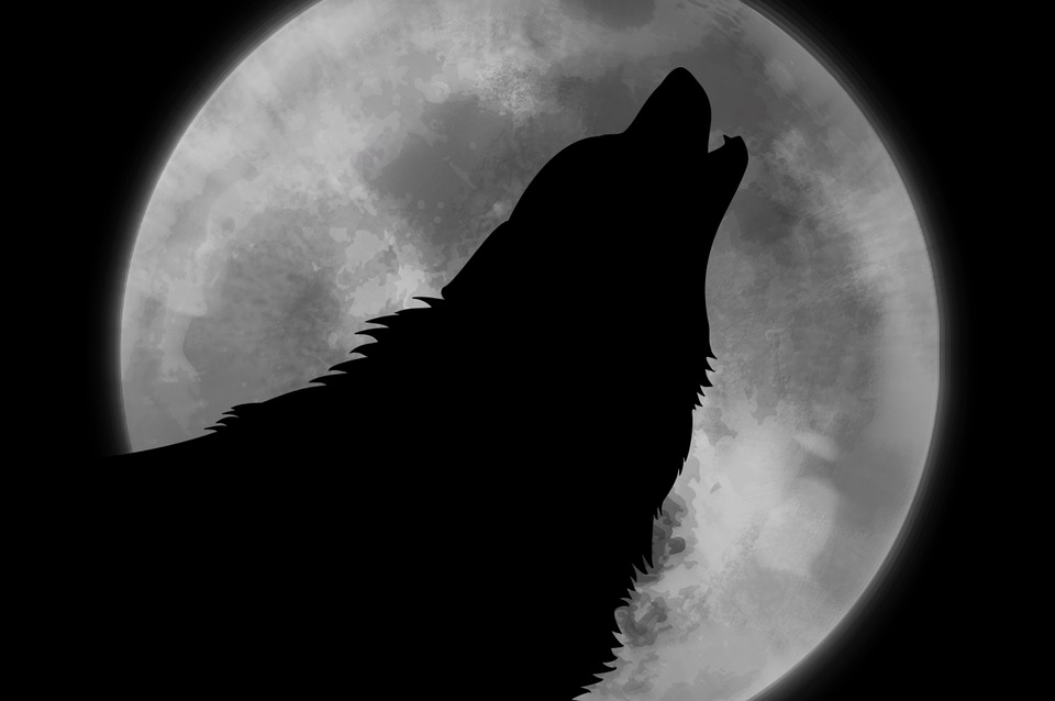 Illustrations gratuites de Wolf