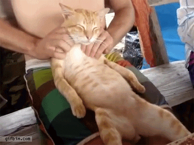 Gif massage chat heureux