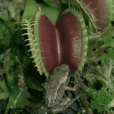 plante carnivore