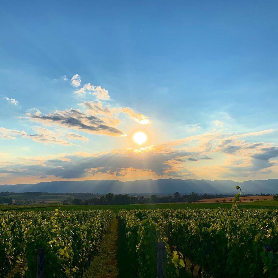 vigne de vénissieux