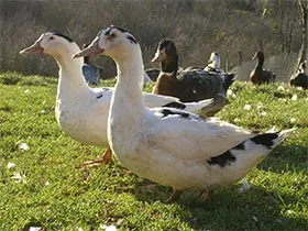 La ferme des Perrelles