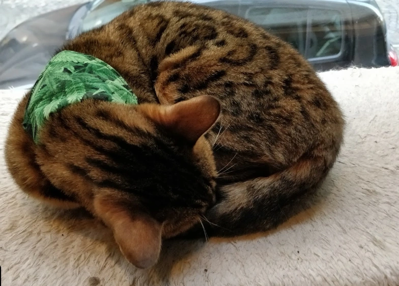 Le Comptoir du Gentlecat - Bar à chats