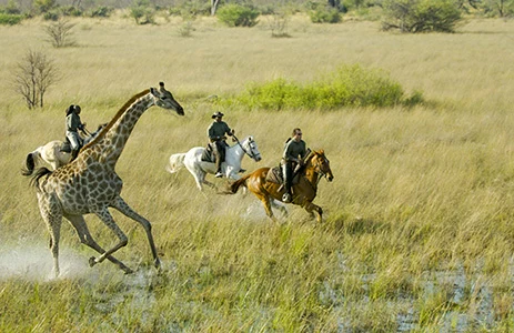 Cheval d'Aventure - photo 2