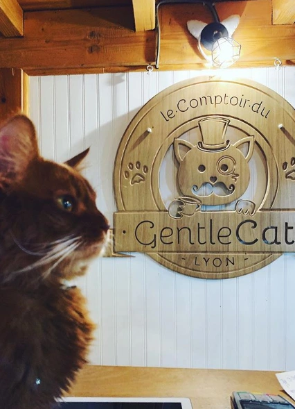 Le Comptoir du Gentlecat - Bar à chats - photo 4