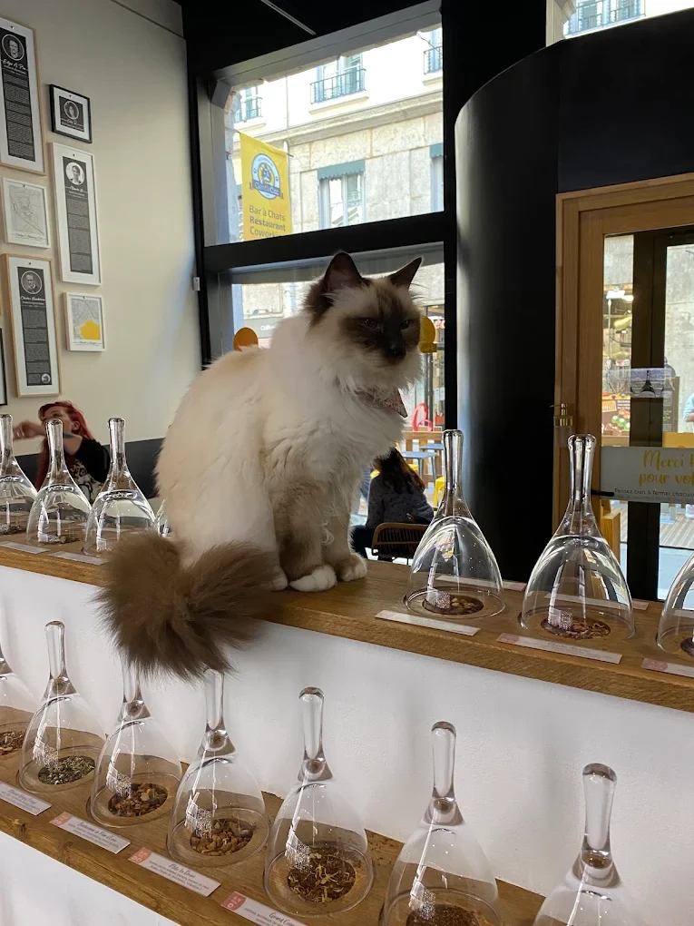 Le GentleCat - photo 2