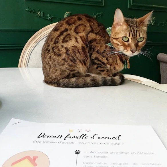 Le Comptoir du Gentlecat - Bar à chats - photo 3