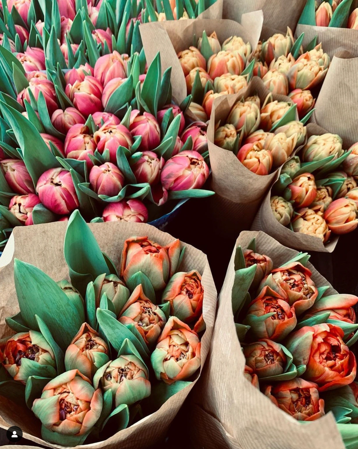 République Fleurs - photo 3