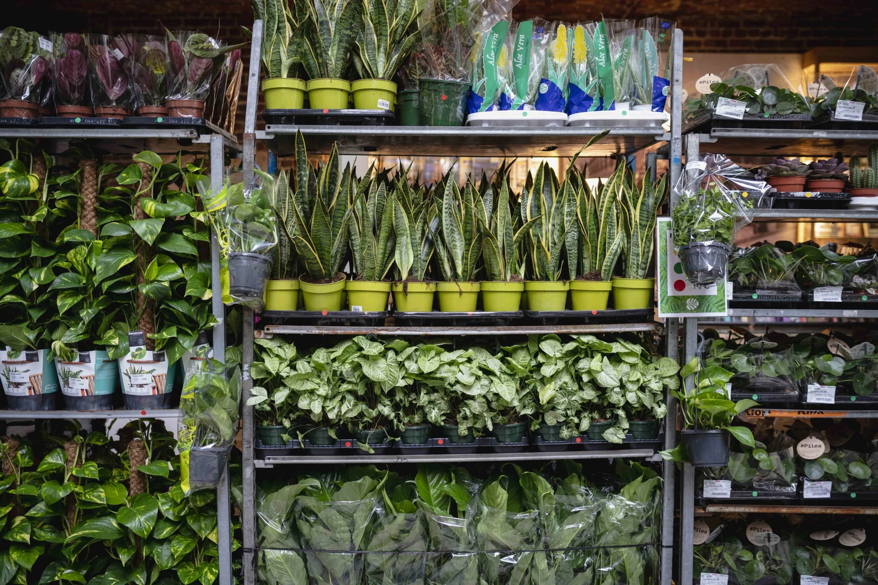 Plantes Pour Tous