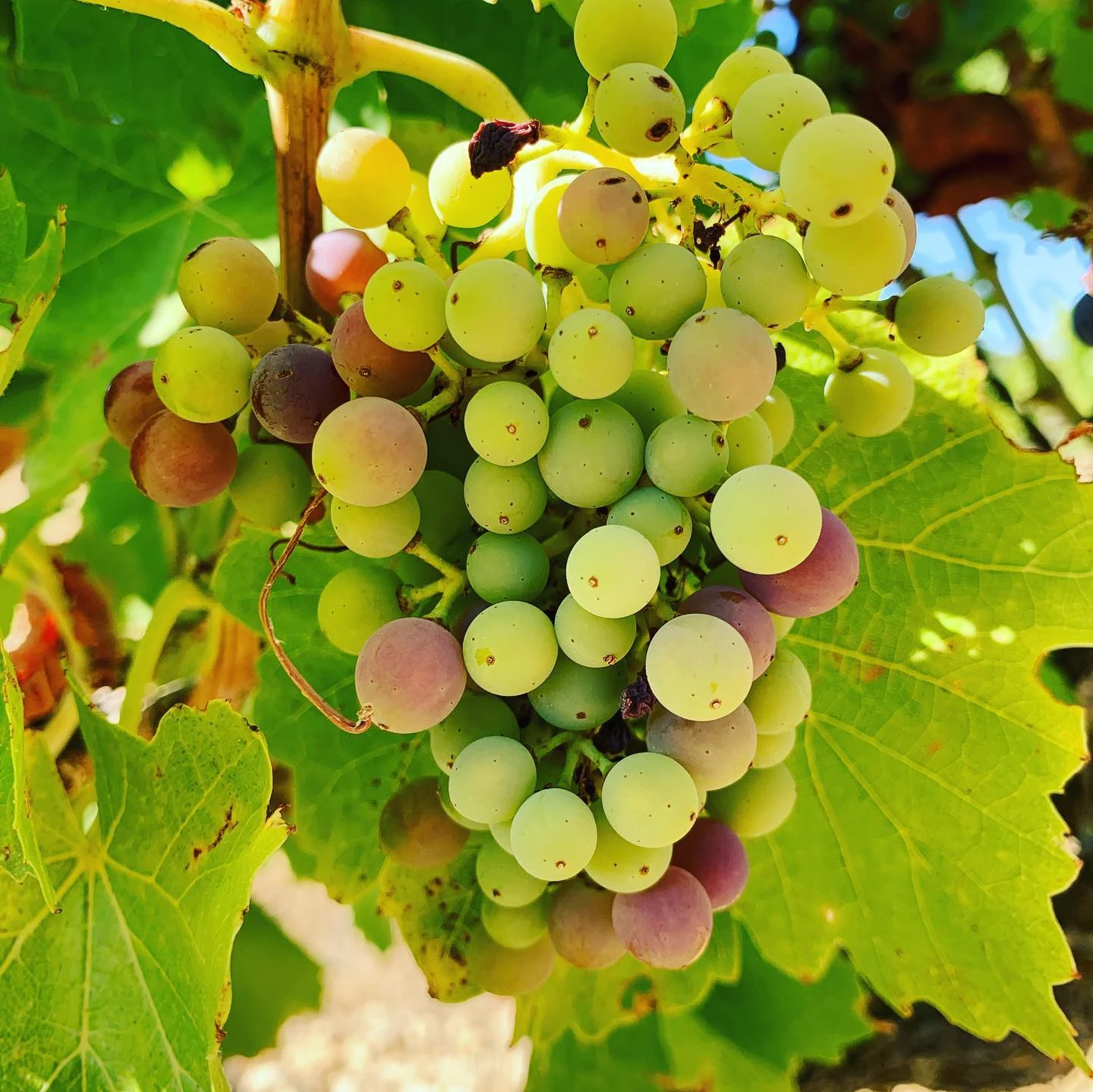 Vins Nature - photo 2