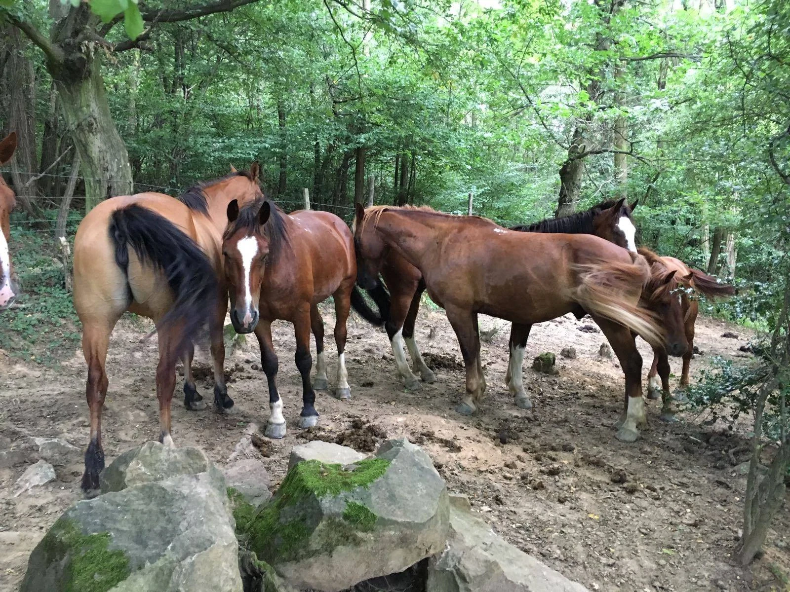 Horse Escape - À cheval rando libre - photo 2