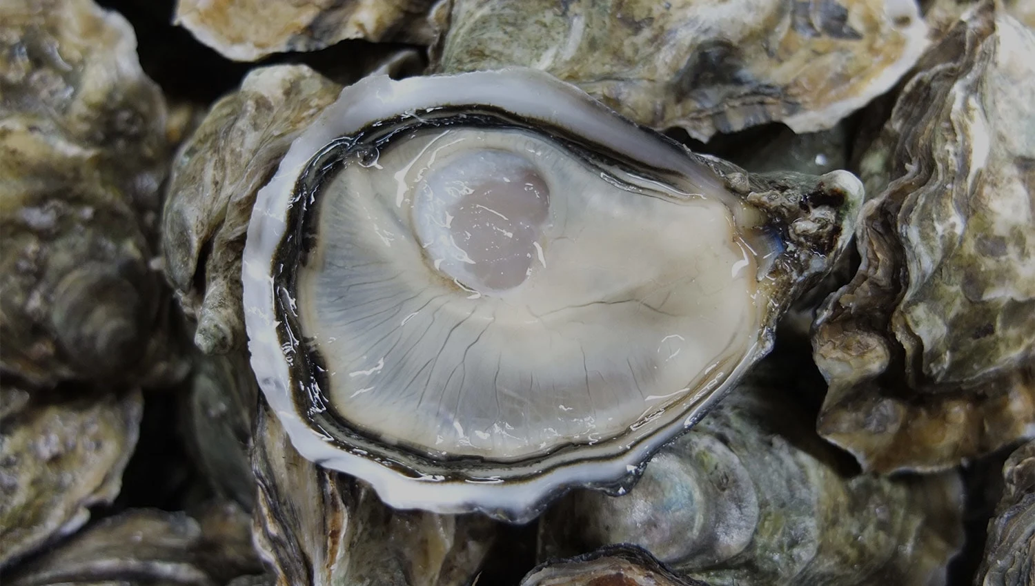 Merle huitres et coquillages - photo 3
