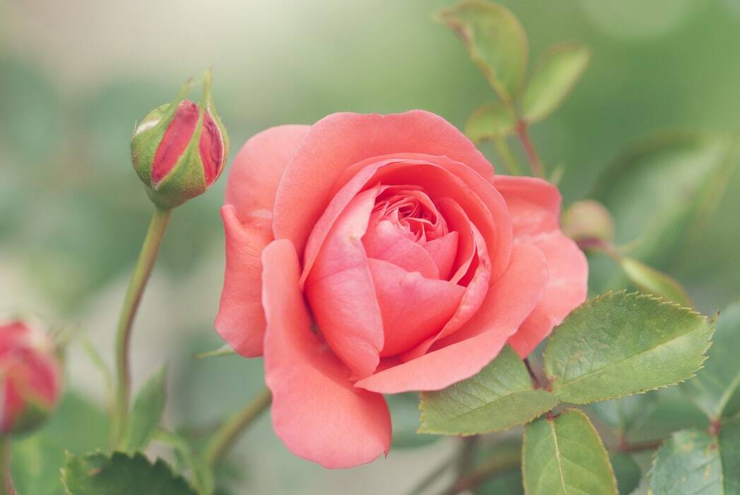 Les secrets des rosiers du Parc de la Tête d’Or