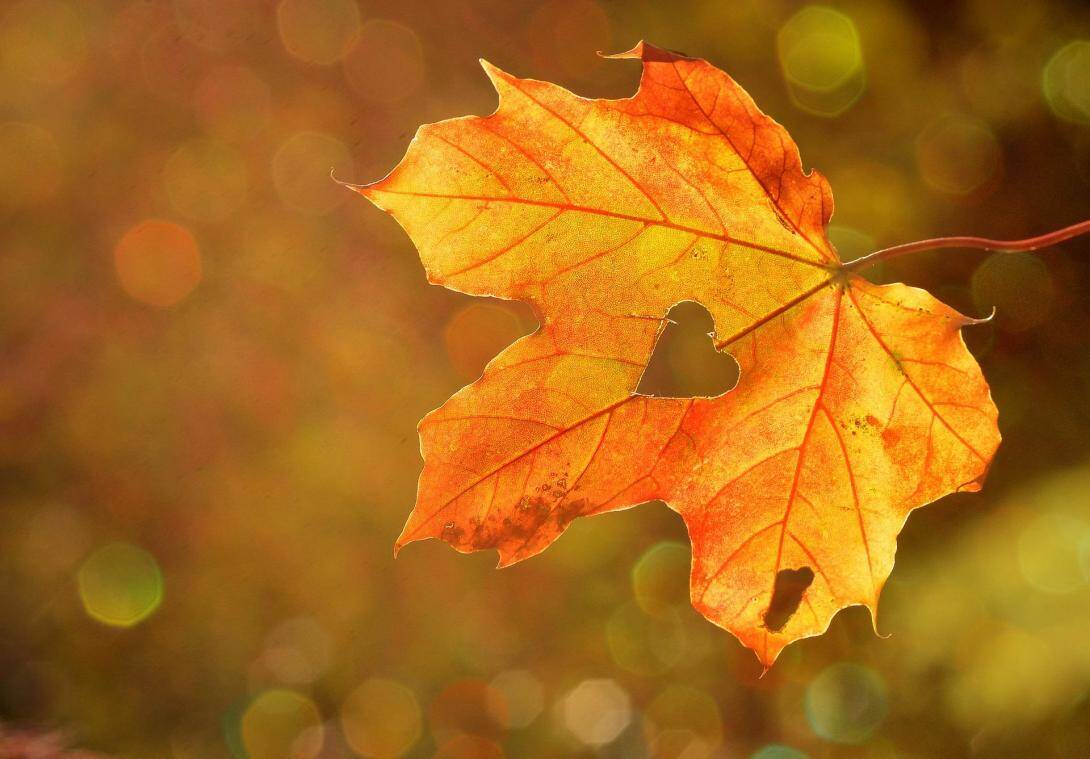10 bonnes raisons de chérir l’Automne