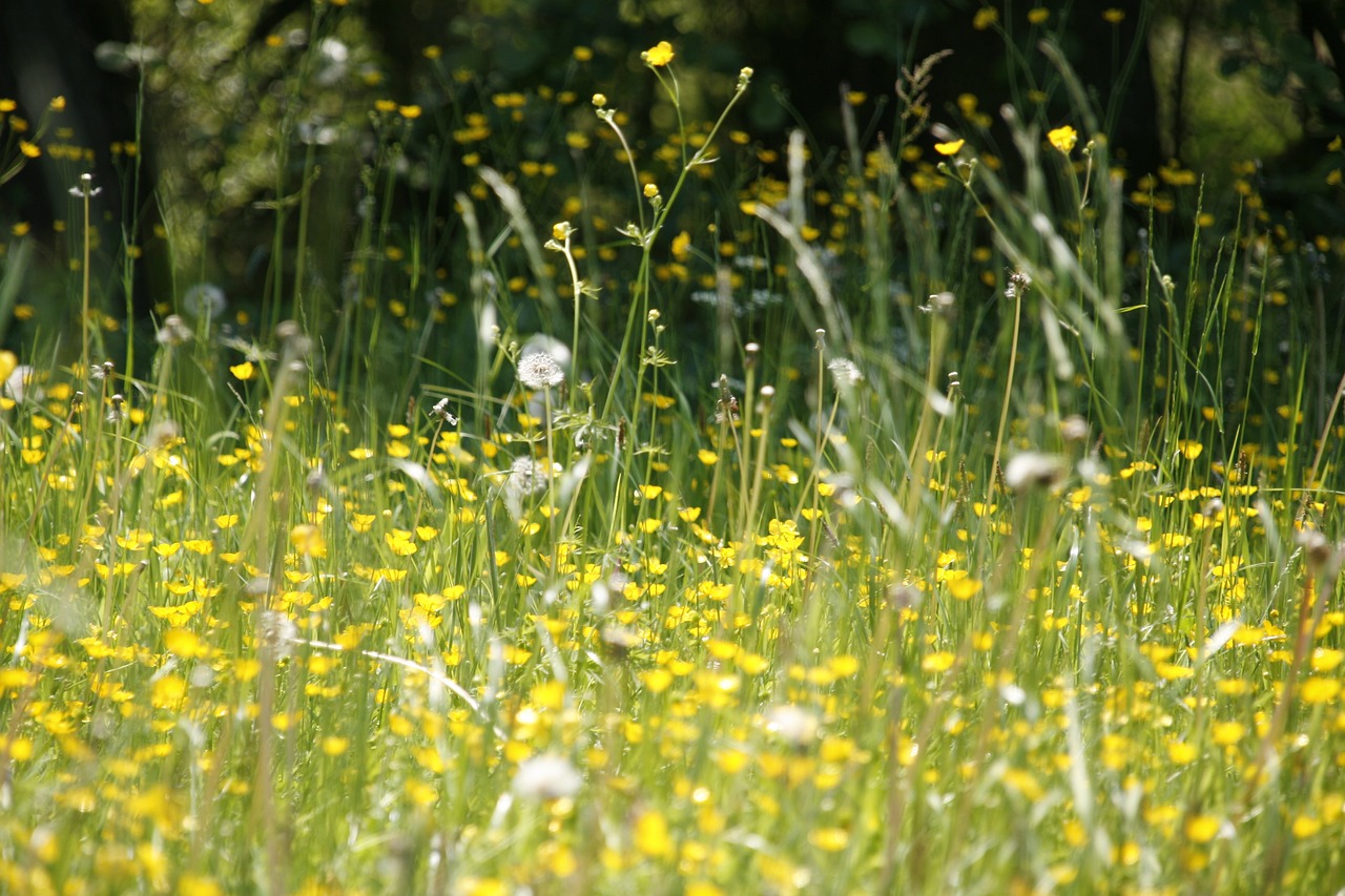 Atchoum ! Fichu pollen… pourquoi y en a-t-il autant à Lyon ?