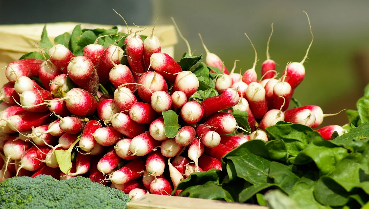 plant de radis