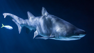 requin dans eau sombre