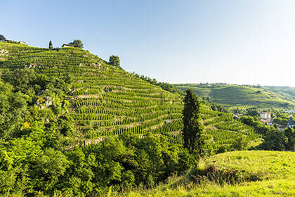 Découvrez les vins de Condrieu dans les paysages fascinants de la vallée du Rhône