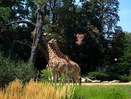 Les Girafes du Parc de la tête d'or