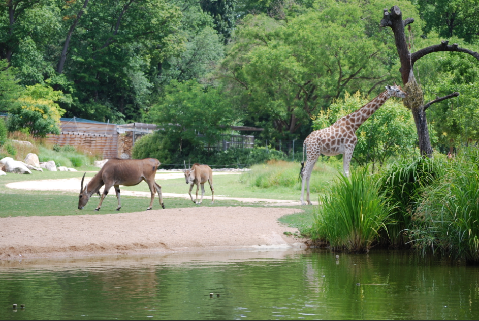 Fermeture du Zoo Parc de la Tête d'Or : Lyon en débat
