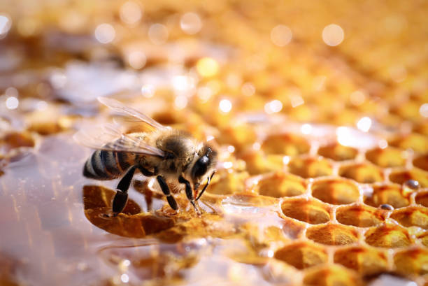 On vous raconte… la Fête du Miel et des Abeilles