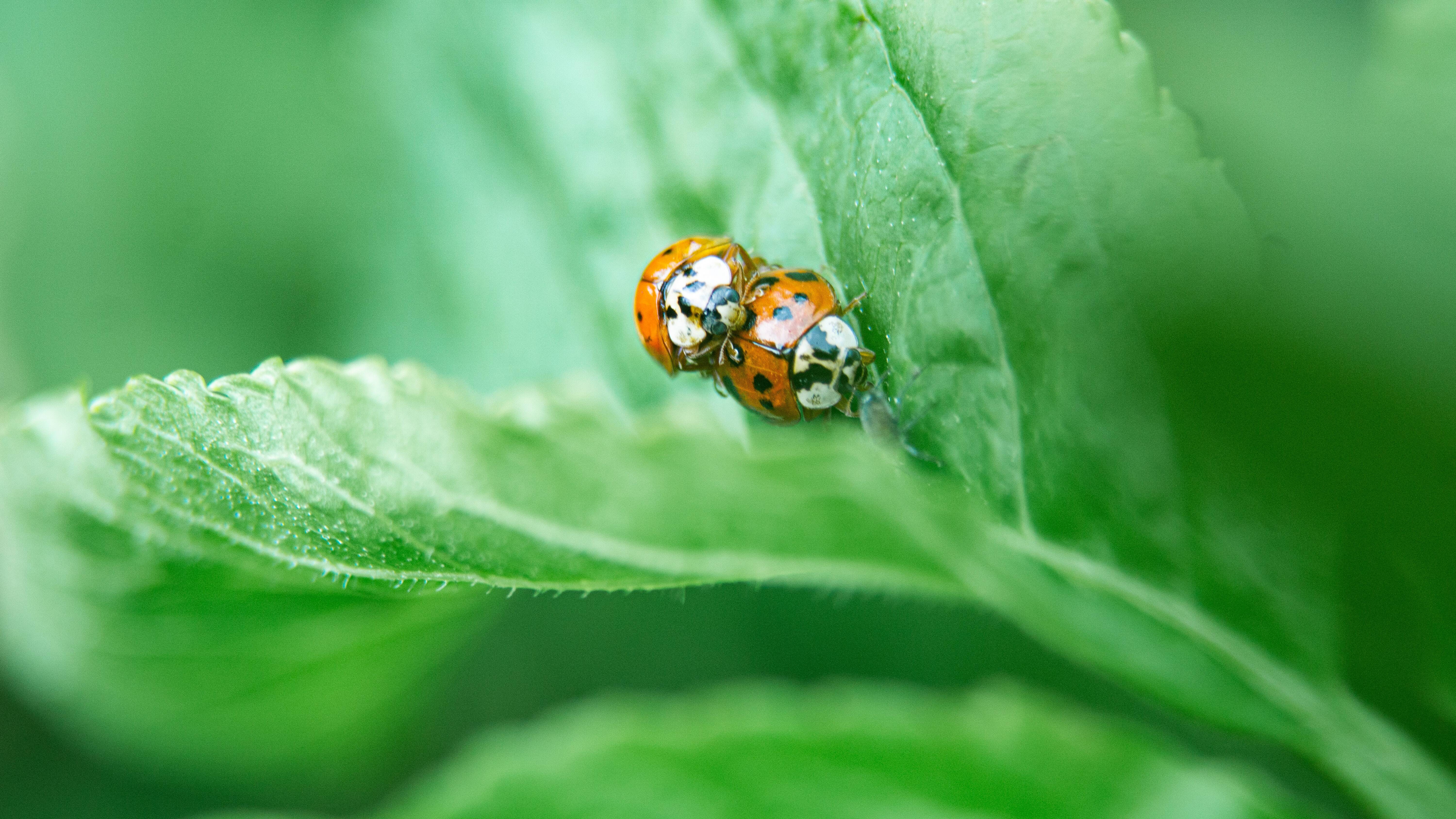 Top 5 des jardins où faire des coquineries à Lyon