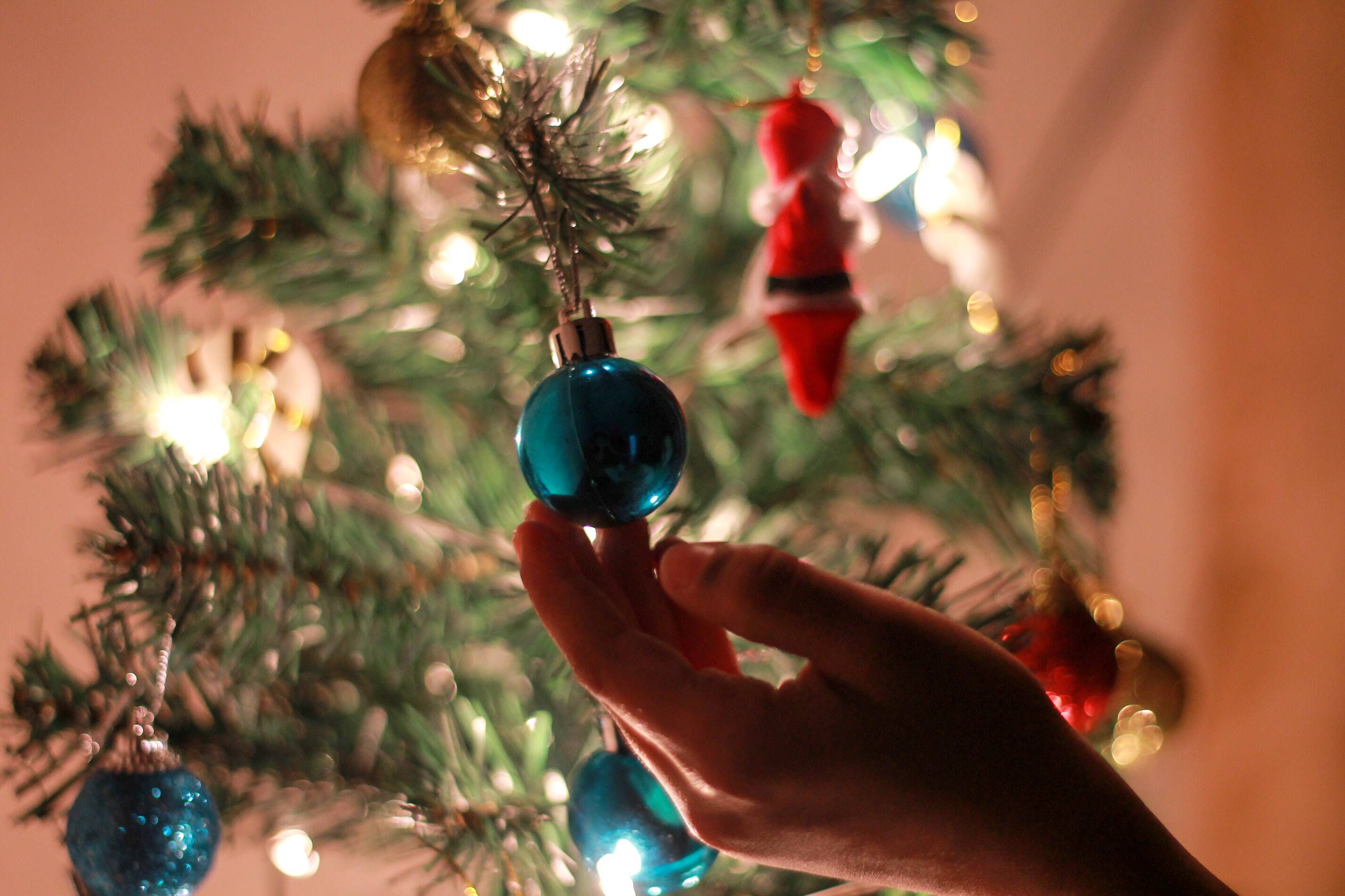 Où acheter son sapin de Noël cette année ?