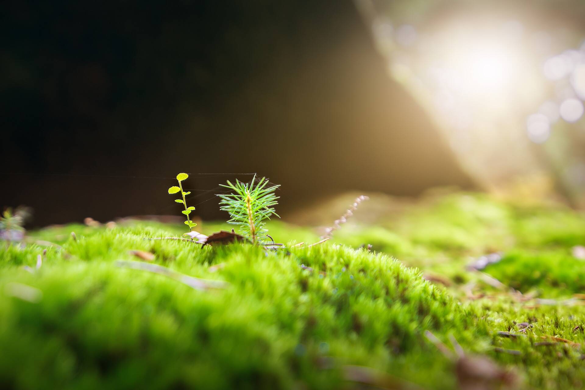 Eclairage public coupé la nuit pour protéger les animaux et les plantes ?