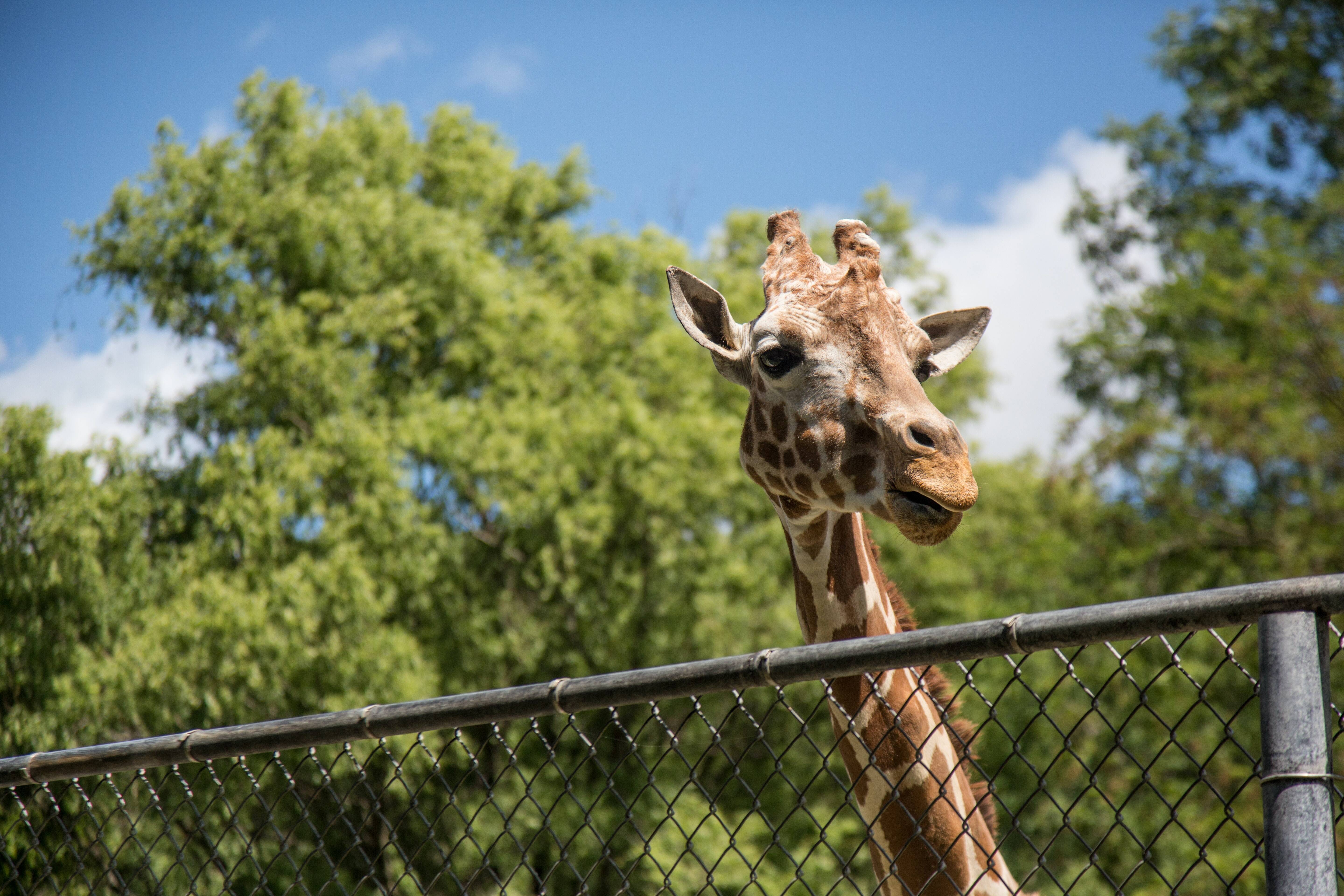 Réouverture du zoo du parc de la Tête d’Or aujourd’hui !