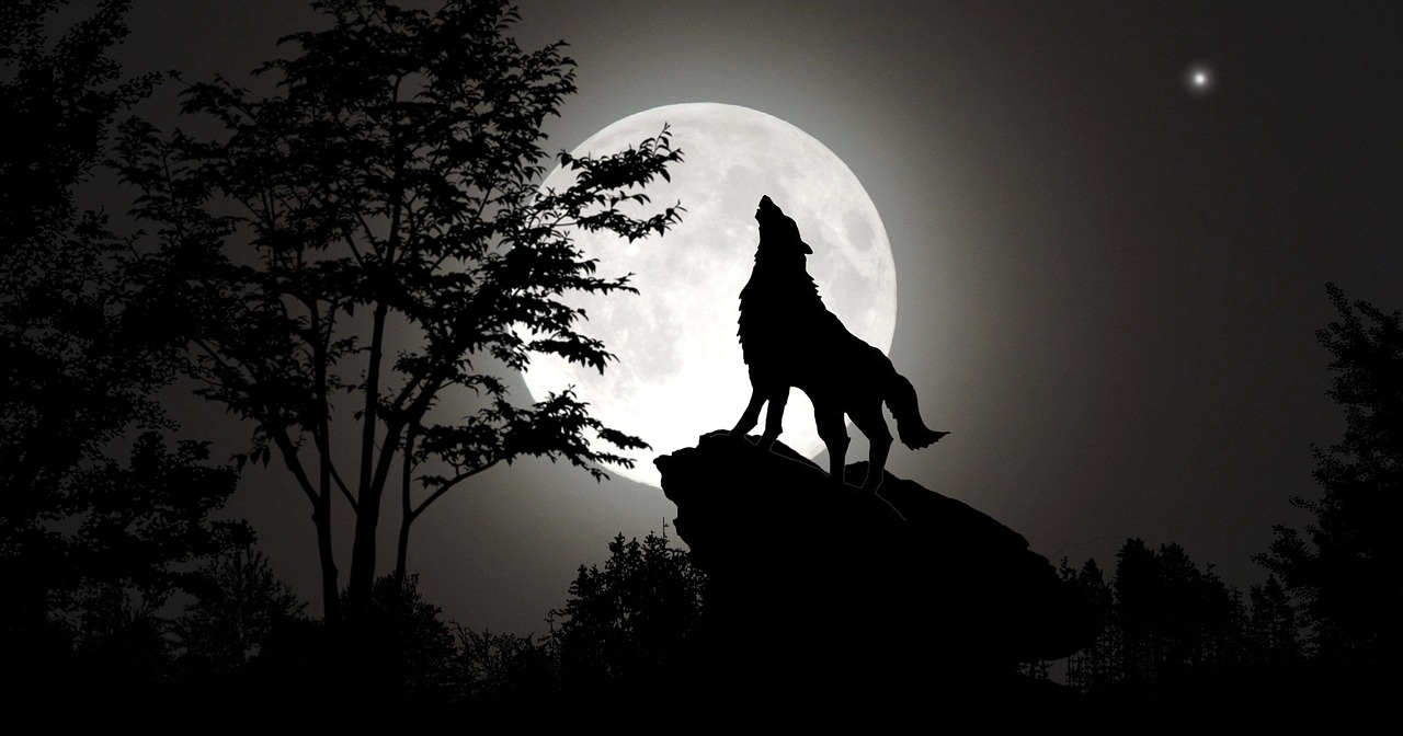 loup qui hurle dans la nuit