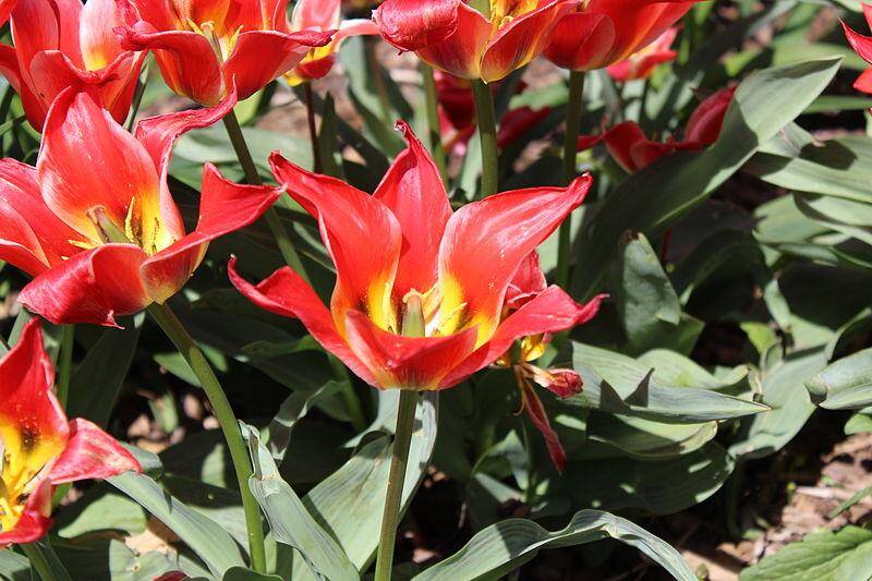 Les jardins suspendus de Perrache